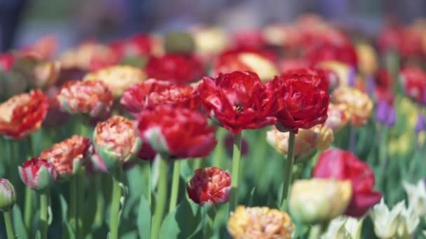 szép színes tulipán virágok nyílnak tavaszi kert. Dekoratív tulipánvirág virágzik tavasszal. Szépsége természet és élénk szín