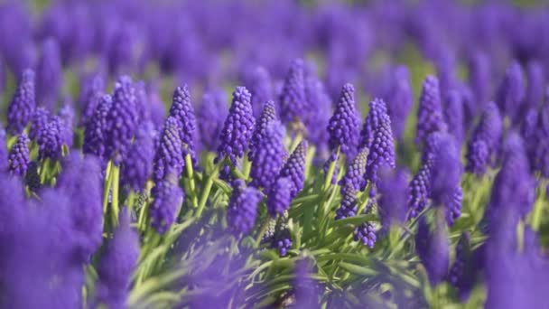Amazing purple flowers in sunlit Provence — Stock Video