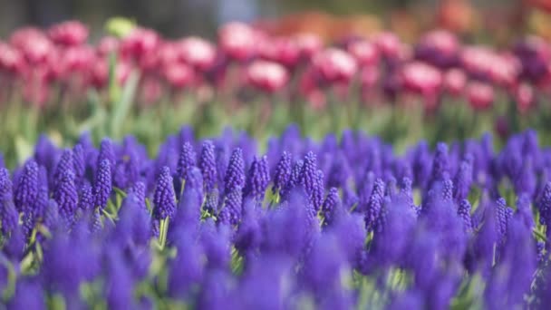 Amazing purple flowers in sunlit Provence — Stock Video