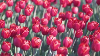 güzel renkli lale ler çiçekler bahar bahçesinde çiçek. İlkbaharda dekoratif lale çiçeği çiçeği. Doğanın güzelliği ve canlı renk