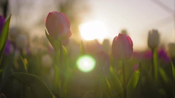 Дивовижні фіолетові тюльпани, що цвітуть в красивому парку в сонячний вечір . — стокове відео