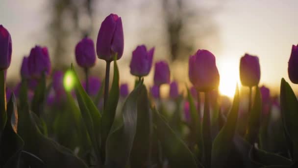 Lila blommor tulpaner vajande försiktigt från en svag vind. Strålar av den nedgående solen lyser vackert blommorna. Närbild. — Stockvideo