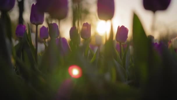 Verbazingwekkende paarse tulpen bloeien in een prachtig park in een zonnige avond. — Stockvideo