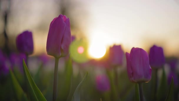 Flores púrpuras tulipanes balanceándose suavemente de un viento débil. Los rayos del sol poniente iluminan bellamente las flores. Primer plano . — Vídeo de stock