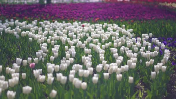 Vackra färgglada tulpaner blommor blommar i vår trädgård. Dekorativa tulpan blomma blommar på våren. Naturens skönhet och livfulla färger — Stockvideo