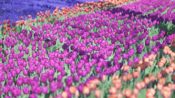 Vackra färgglada lila tulpaner blommor blommar i vår trädgård. Dekorativa violett tulpan blomma blommar på våren. Naturens skönhet. Livfulla naturfärger — Stockvideo