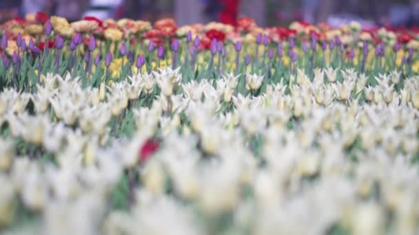 překrásné barevné tulipány květiny kvetou v jarní zahradě. Ozdobný Tulipán květinový květ ve jarní době. Krása přírody a zářivý barevný