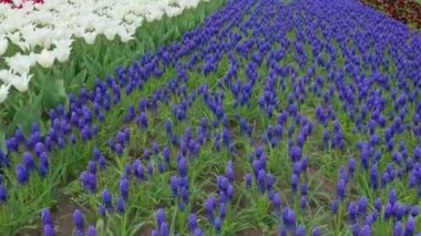Şaşırtıcı kırmızı, sarı ve turuncu lale güzel yerel turistik parkta çiçek . Güzel lale çiçekleri, büyük bahçede çiçek