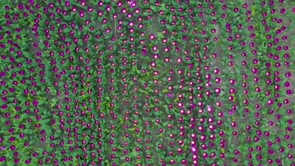 Flygbild, av vackra färgglada tulpan fält — Stockvideo