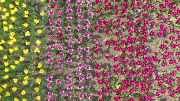Вид зверху. різнокольорові голови тюльпанів зверху, коли вони погойдуються вперед і назад у вітрі — стокове відео