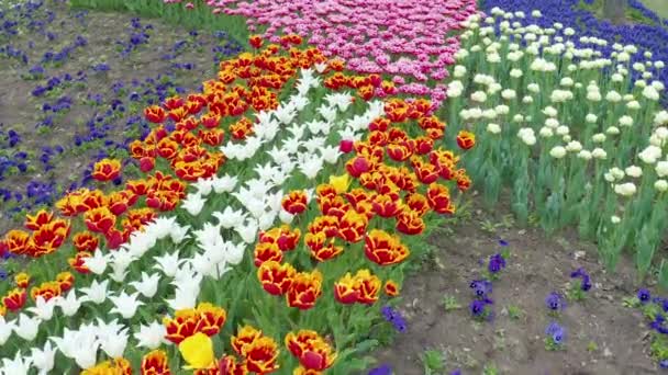 Fields tulips in Keukenhof area near Amsterdam, Netherlands — Stock Video