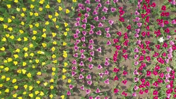 Ansicht von oben. bunte Tulpenköpfe von oben, während sie im Wind hin und her schwanken — Stockvideo