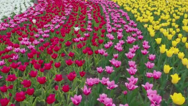 Utrolig røde, gule og oransje tulipaner som blomstrer i en vakker, lokal turistpark. Vakre tulipanblomster, blomstrende i stor hage – stockvideo