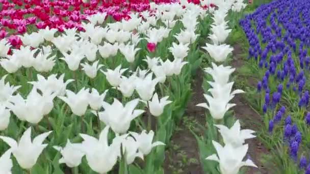 Pole tulipány v okolí Keukenhtu poblíž Amsterdamu, Nizozemska — Stock video