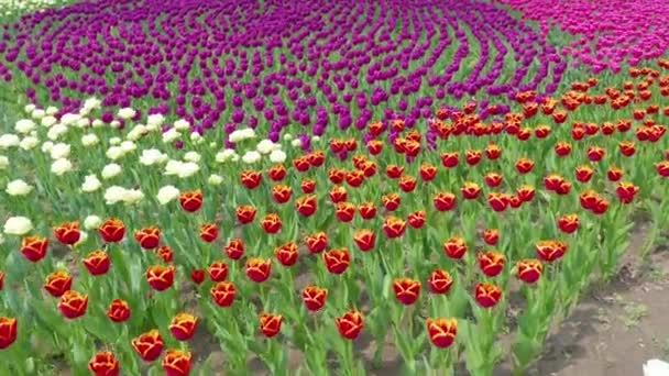 Fields tulips in Keukenhof area near Amsterdam, Netherlands — Stock Footage Fields tulips in Keukenhof area near Amsterdam, Netherlands Royalty Free Stock Video