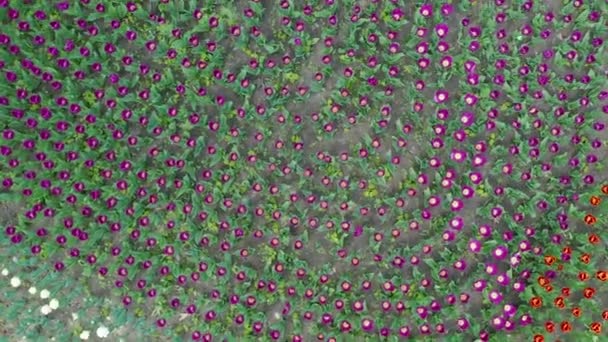Вид с воздуха на красивое цветное тюльпановое поле — стоковое видео