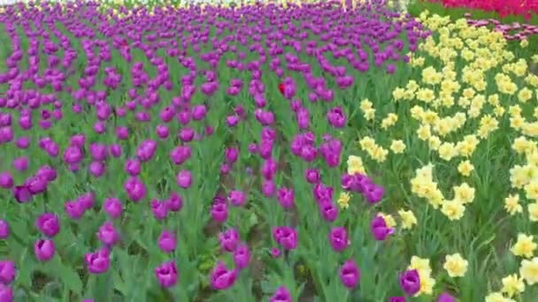 Campos tulipas em Keukenhof área perto de Amsterdã, Holanda — Vídeo de Stock