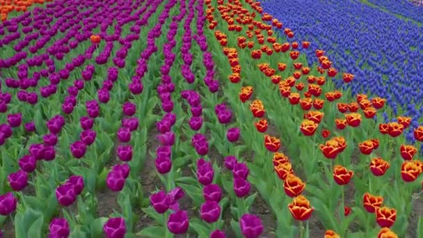 Utrolig røde, gule og oransje tulipaner som blomstrer i en vakker, lokal turistpark. Vakre tulipanblomster, blomstrende i stor hage – stockvideo