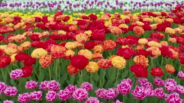 Campos tulipanes en la zona de Keukenhof cerca de Amsterdam, Países Bajos — Vídeos de Stock