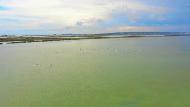 Luchtfoto. Flamingo's, vliegen dicht bij de camera bij zonsondergang over het meer. — Stockvideo