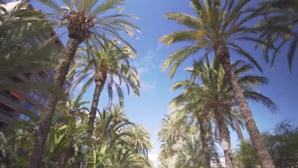 Palm Alley no parque. Caminhe entre as palmeiras no parque, a vista de baixo para o topo . — Vídeo de Stock
