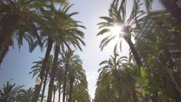 Palm Alley no parque. Caminhe entre as palmeiras no parque, a vista de baixo para o topo . — Vídeo de Stock