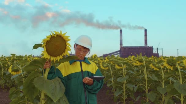 Close up menino agrônomo com o PC tablet no campo de girassóis ao pôr do sol . — Vídeo de Stock