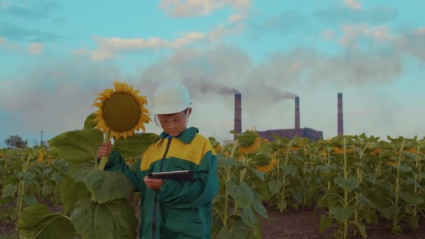 Close up menino agrônomo com o PC tablet no campo de girassóis ao pôr do sol . — Vídeo de Stock