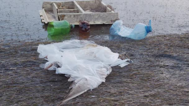 Gaivota morta emaranhada em sacos de plástico entre garrafas de plástico e lixo. Lixo plástico e outros detritos. Poluição marinha. Escombros de plástico na água, matando a vida selvagem . — Vídeo de Stock