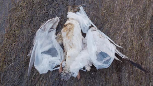 Mouette morte emmêlée dans des sacs en plastique parmi les bouteilles en plastique et les déchets. Catastrophe environnementale. L'impact humain sur l'environnement . — Video