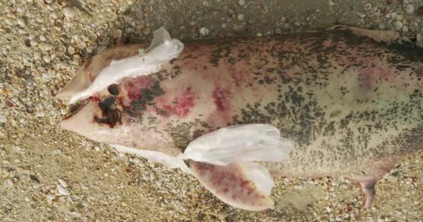 Ölü yunus. Ekolojik felaketler dünya çapında görünür hale milyonlarca deniz hayvanı plastik çöp zehirlenmesi ve insan atıkları bir çevre felaketi nedeniyle ölür. — Stok video