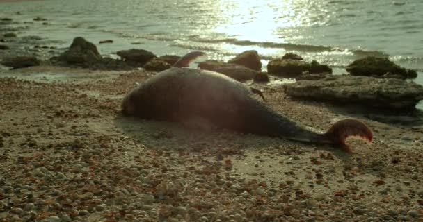 모래 해변에 좌초 된 죽은 돌고래의 시체. — 비디오