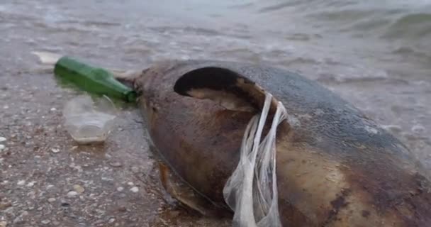 Un joven delfín muerto en la orilla del mar. Vida silvestre terrestre, contaminación ambiental, catástrofe ecológica. Animal muerto. . — Vídeo de stock