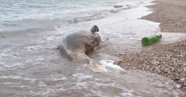 Dode dolfijn in vervuild water. Zee vervuiling giftig plastic afval. — Stockvideo