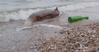 Deniz kıyısında ölü genç bir yunus. Toprak yaban hayatı, çevre kirliliği, ekolojik felaket. Ölü hayvan.