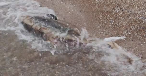 Deniz kıyısında ölü genç bir yunus. Toprak yaban hayatı, çevre kirliliği, ekolojik felaket. Ölü hayvan. — Stok video