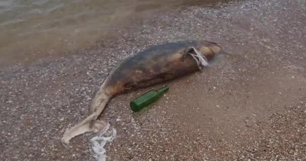 Dolfijn ligt dood onder het plastic op een tropisch strand op een achtergrond van golven. Aard fauna, milieuvervuiling, ecologische catastrofe. — Stockvideo