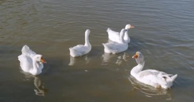 Nehirde beyaz ördekler. Yerli Ördek, suda yansıma. Yaban ördeği yakın çekim portresi. Suda yüzen kuşlar.