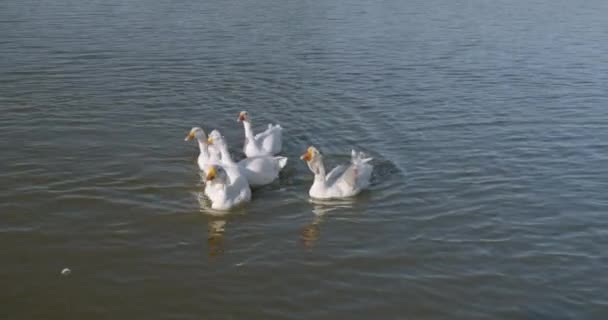 White ducks in the river. Domestic Duck, reflection in water. Wild duck closeup portrait. Birds swimming in the water. — Stock Video