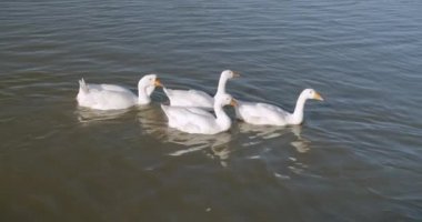 Gölde yüzen güzel beyaz ördekler.