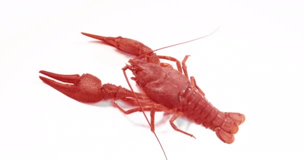 Big alive crayfish on a white background. — Stock Video