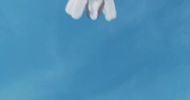 Kafanın üstünde uçan beyaz martılar