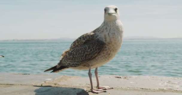 Pássaro gaivota em pé na praia, close-up . — Vídeo de Stock