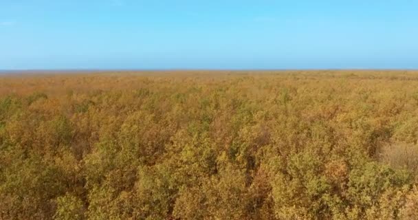 Vista aérea. Hermoso bosque de otoño con árboles amarillos y rojos. Otoño en el bosque, vista aérea . — Vídeo de stock