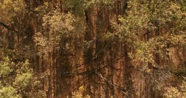 Luchtfoto 's. Prachtig herfstbos met gele en rode bomen. Herfst in het bos, bovenaanzicht. — Stockvideo