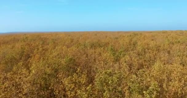 Widok z lotu ptaka. Złota jesień. Krajobraz leśny z żółtymi drzewami z góry. — Wideo stockowe