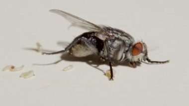 Macro vuruldu. Beyaz arkaplanda yakın plan üzerinde uç.