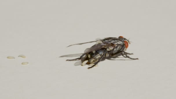 Larvas de mosca. As larvas fecham a macro-cena. Invasão de pragas . — Vídeo de Stock