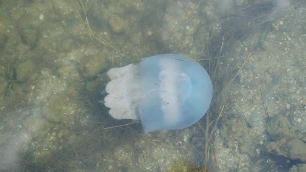 Медузы под водой в море. Крупный план. — стоковое видео