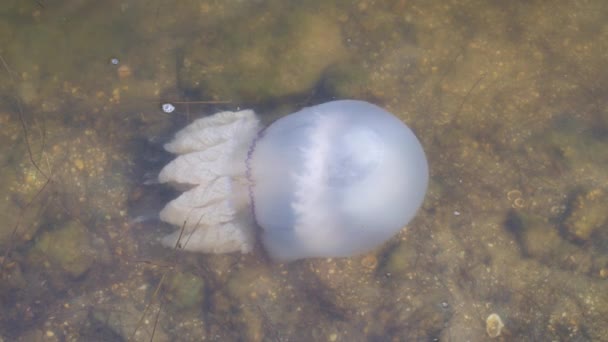 Jellyfish underwater at sea. Closeup. — Stock Video